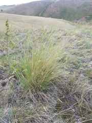 Festuca sibirica