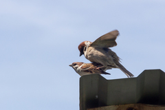 Passer montanus montanus