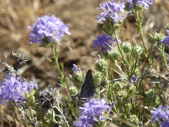 Satyrium tetra