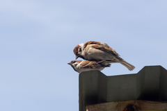 Passer montanus montanus