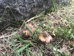 Fungi