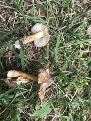 Fungi