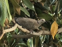 Streptopelia decaocto