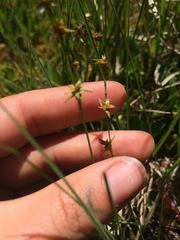 Carex echinata