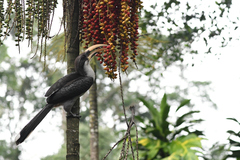 Ocyceros gingalensis