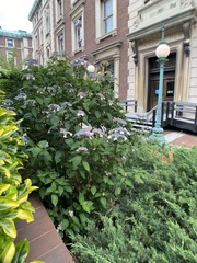 Hydrangea
