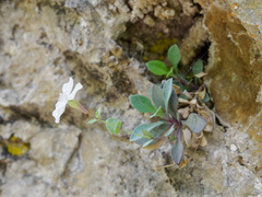 Petrocoptis glaucifolia