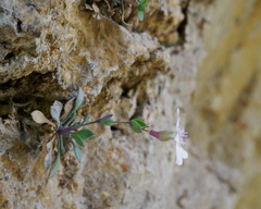 Petrocoptis glaucifolia