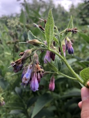 Symphytum × uplandicum