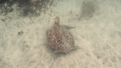 Chelonia mydas