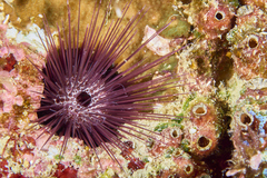 Echinostrephus aciculatus