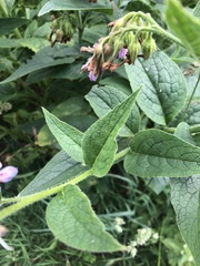 Symphytum × uplandicum