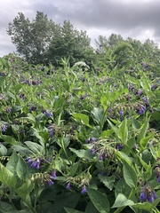 Symphytum × uplandicum