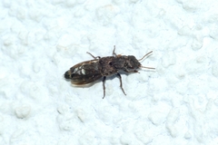 Ontholestes haroldi