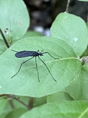 Eugnophomyia