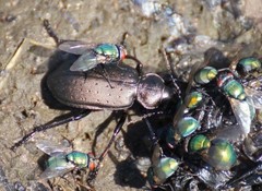 Calosoma maderae