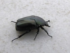 Protaetia angustata