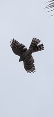 Accipiter cooperii