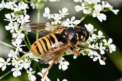 Temnostoma vespiforme