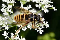 Temnostoma vespiforme