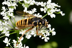 Temnostoma vespiforme