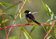 Sporophila torqueola