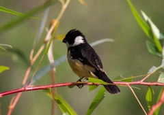 Sporophila torqueola