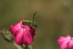 Poecilimon macedonicus