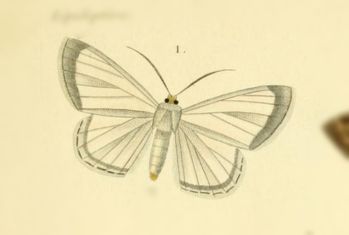 Perigramma nervaria