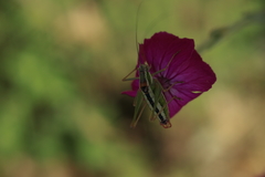 Poecilimon macedonicus