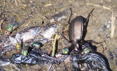 Calosoma maderae