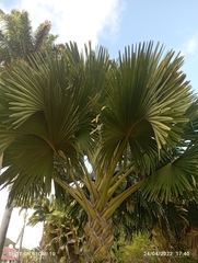 Corypha umbraculifera