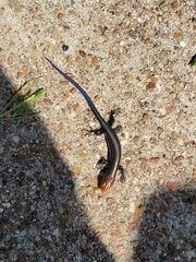 Plestiodon septentrionalis obtusirostris