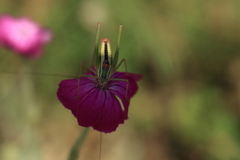 Poecilimon macedonicus