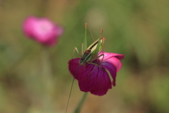 Poecilimon macedonicus