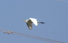 Ardea alba