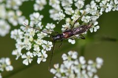 Molorchus umbellatarum