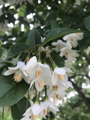 Styrax japonicus