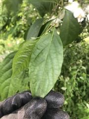 Styrax japonicus
