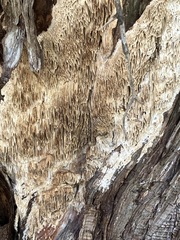 Subantrodia juniperina