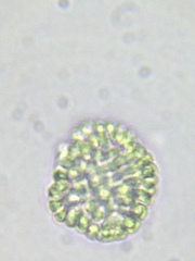 Woronichinia compacta