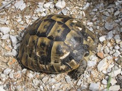 Testudo graeca