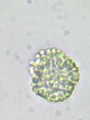 Woronichinia compacta