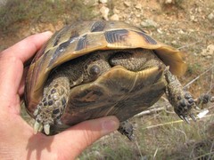 Testudo graeca