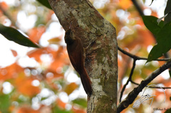 Dendrocolaptes certhia