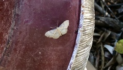 Idaea politaria