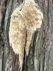 Subantrodia juniperina