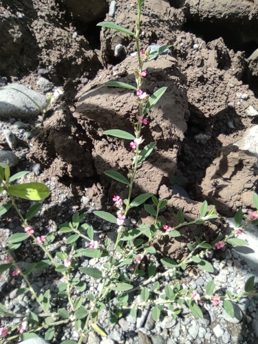 Indigofera linifolia image