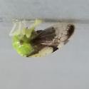Atymna helena