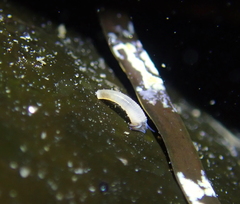 Caecum californicum